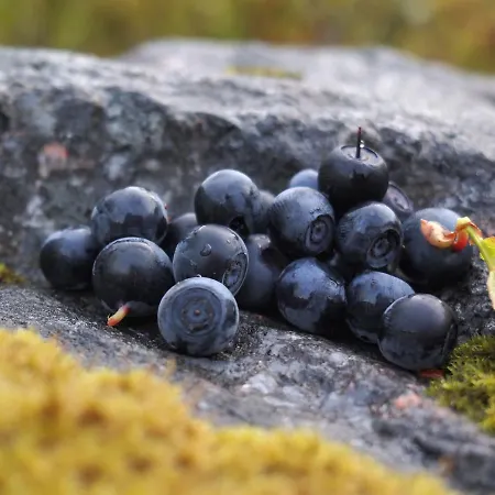 Koskenselaen Lomakylae شاليه