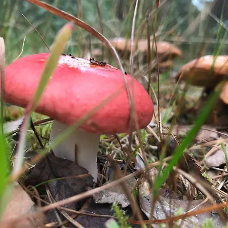 Koskenselaen Lomakylae