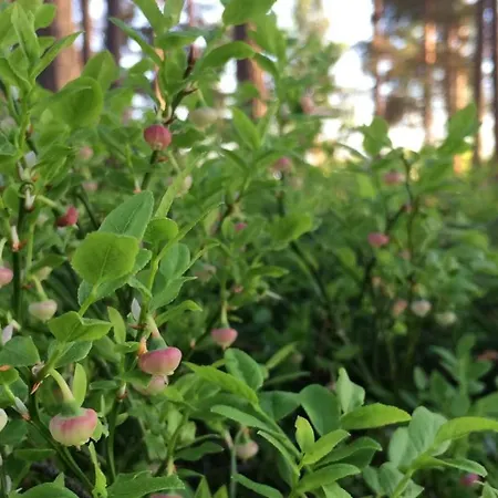 Koskenselaen Lomakylae *