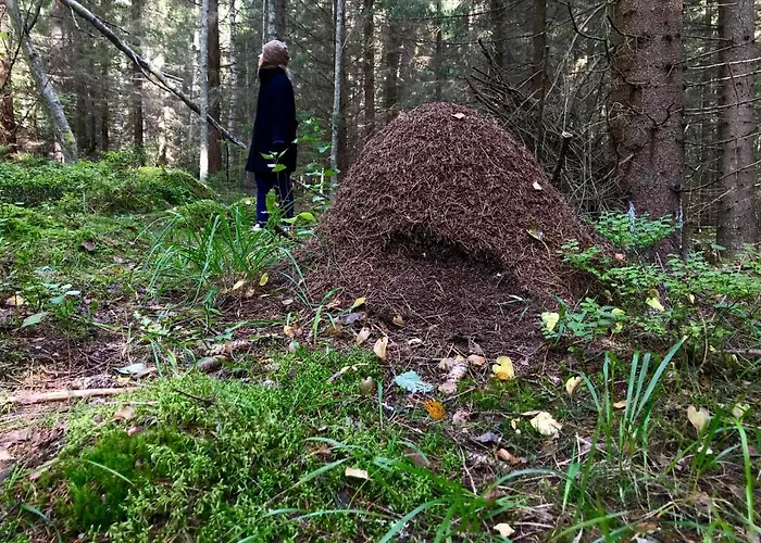 Alpesi faház Koskenselaen Lomakylae Puumala